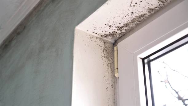 Best Post-Flood Mold Remediation in Birmingham, AL