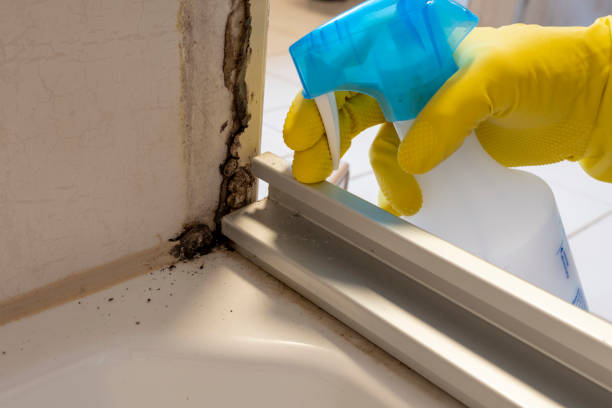 Best White Mold Remediation in Birmingham, AL