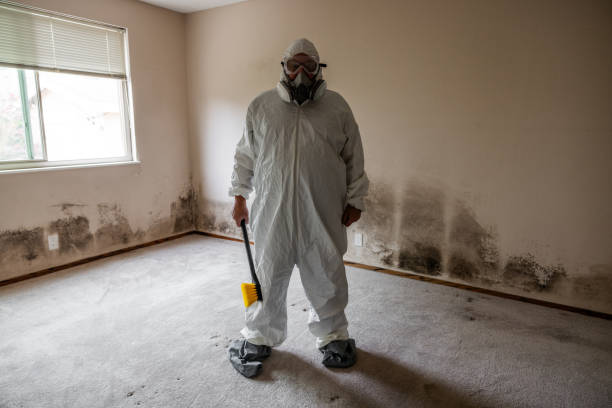 Best Mold Testing and Inspection Services in Birmingham, AL