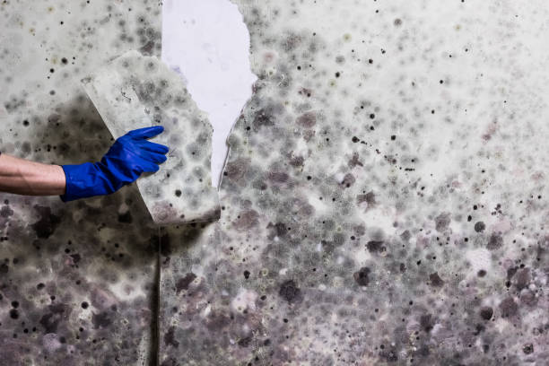 Best Residential Mold Remediation in Birmingham, AL